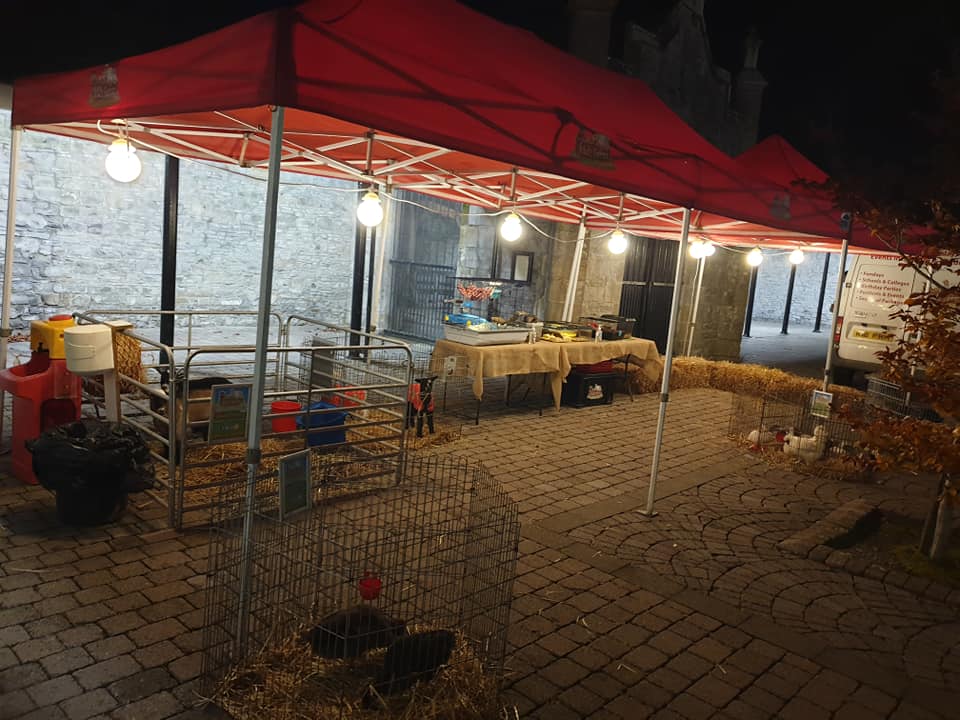 Read more about the article ❄❄ It’s a cold dark one this evening but these guys certainly aren’t feeling it. We provide lights for our gazebos, coats for our lambs and heat mats for our reptiles so everyone stays nice and cosy?? not forgetting all the team wrapped up nearly as well as the animals..❄