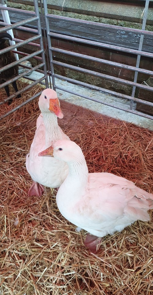 Read more about the article Slow food festival today.  We even brought Sandra and Daphne the nosy old Geese for a day out!