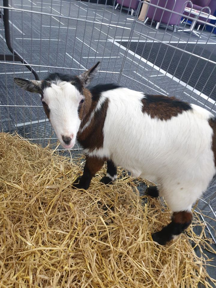 Read more about the article Fab morning at UUSU Magee Campus for pet a goat and register to vote.???