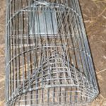 Going soft in my old age here!!! With all the new life on the farm including Baby pet rats I’ve only gone and bought a humane rat trap catcher for the farm (clearly anything caught in this will be wild caught and will be released and not be part of kidz farm)??