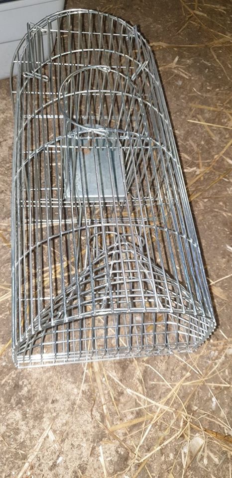 Read more about the article Going soft in my old age here!!! With all the new life on the farm including Baby pet rats I’ve only gone and bought a humane rat trap catcher for the farm (clearly anything caught in this will be wild caught and will be released and not be part of kidz farm)??