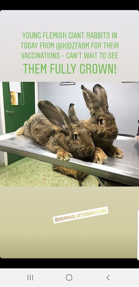 Read more about the article That’s these two ladies vaccinated after a routine visit to the vet today.?? (Forgot to take a picture myself so I pinched the vets pic)