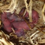 Love them or hate them folks…. they make very small and cute babies! Baby Rats born yesterday on the farm. (Pet rats that is now lol) ???