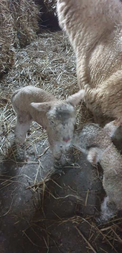 Read more about the article A wee surprise out in the field this morning… about 3 weeks earlier than expected but all happy, healthy and warm inside now.???