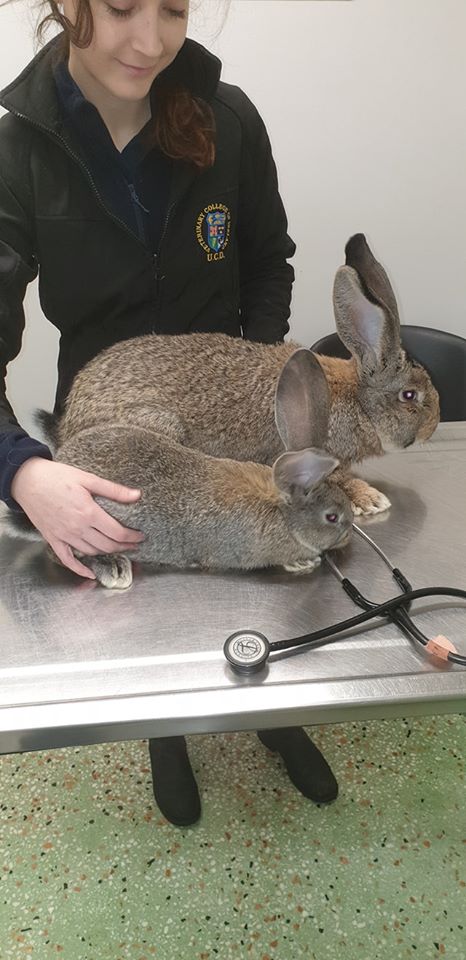 Read more about the article Another day……another trip to the vet for vaccinations.💉🐇🐇 Keeping these guys safe👩‍⚕️🏥👨‍⚕️