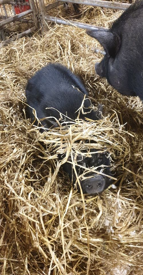 Read more about the article Nice clean bedding for another day, chilled out and relaxed. 🐴🐖