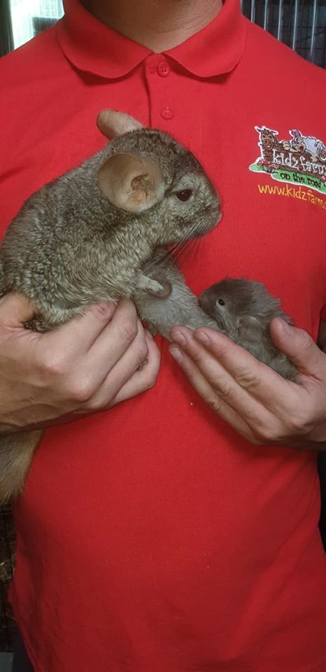 Read more about the article Well done to those who guessed correctly….. Wilma, our Chinchilla has had two healthy babies. Hopefully will be out and about soon😍