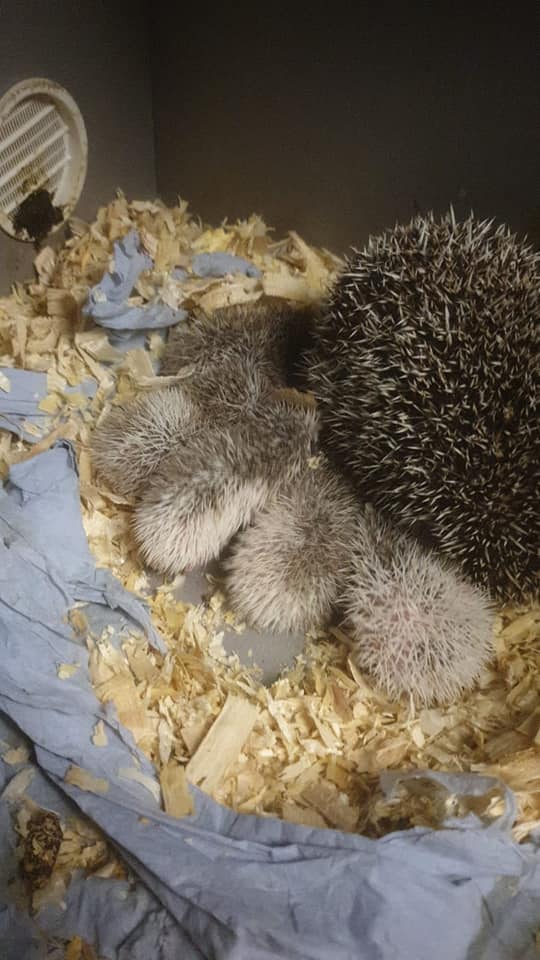 Read more about the article New life @ kidz farm🦔🦔
