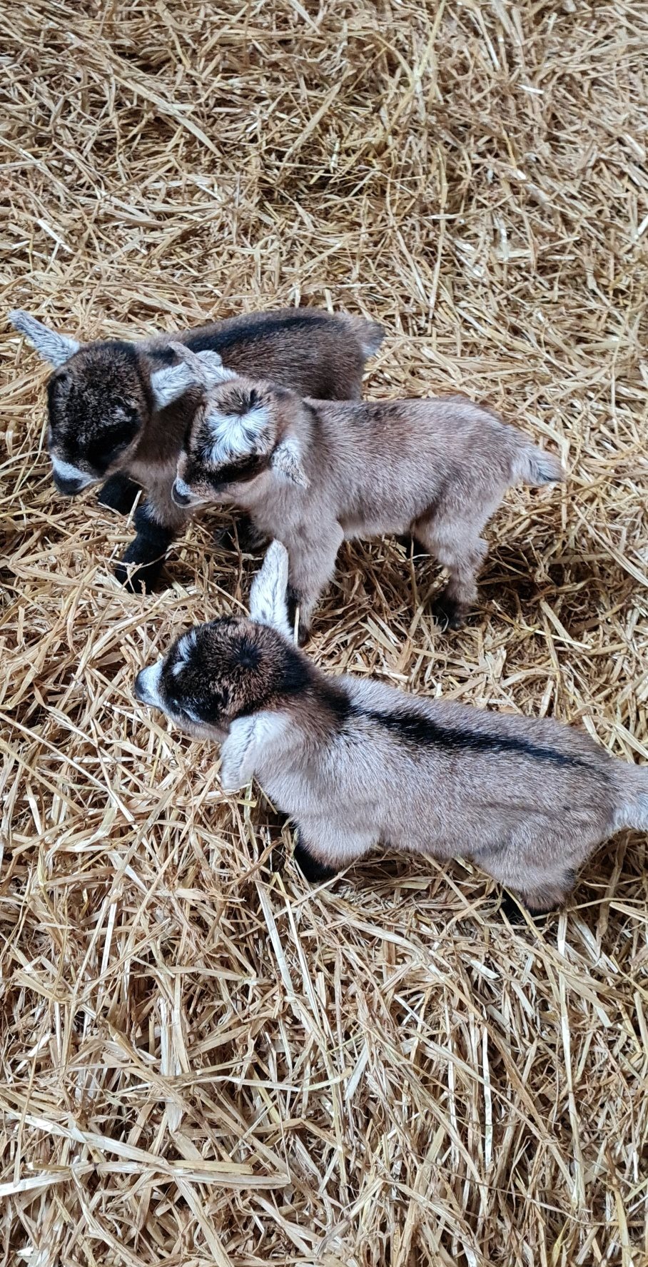 Read more about the article Cute new life on the farm.🐐🆕️🥰