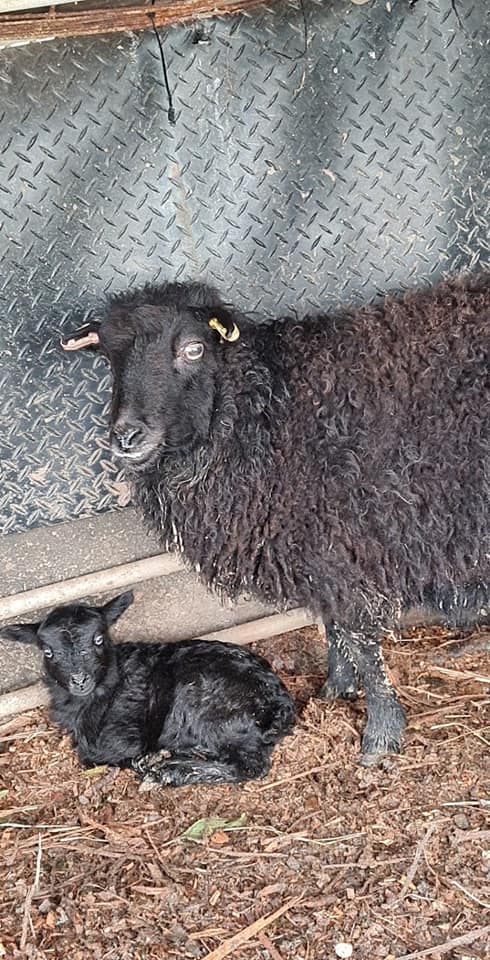 Read more about the article Mini sheep…………. having mini sheep🤣🤣 Delighted after such a process getting them here that our ouessant sheep has had the smallest lamb we’ve ever seen! 🐑 Can’t wait to get this wee one out to meet you all. 🌞😍