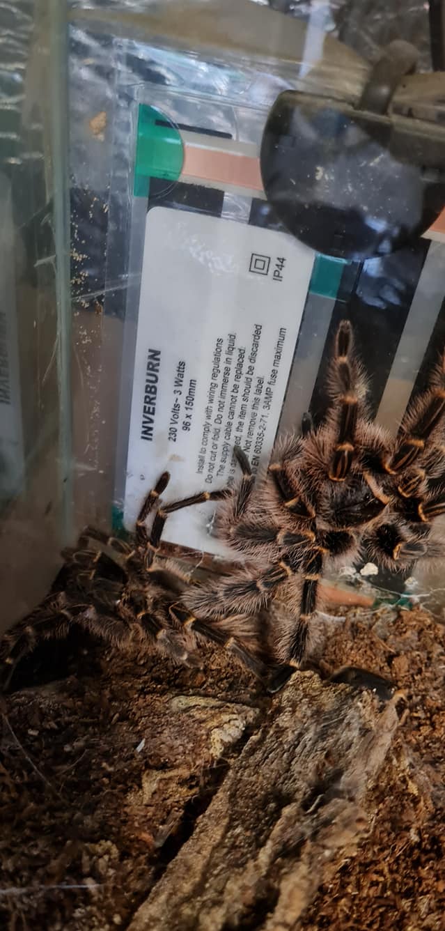 Read more about the article One spider or two… it got me for a second too.  Another successful molt from this little beauty. 🕷🕸